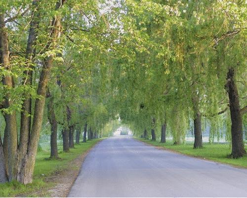 Fern Resort Orillia Zewnętrze zdjęcie